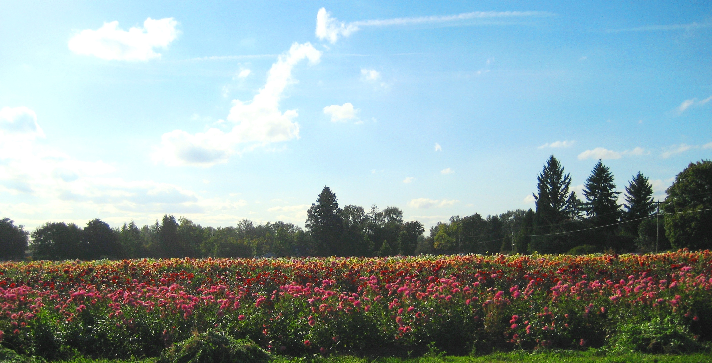 Dahlia fields in bloom near Canby Oregon