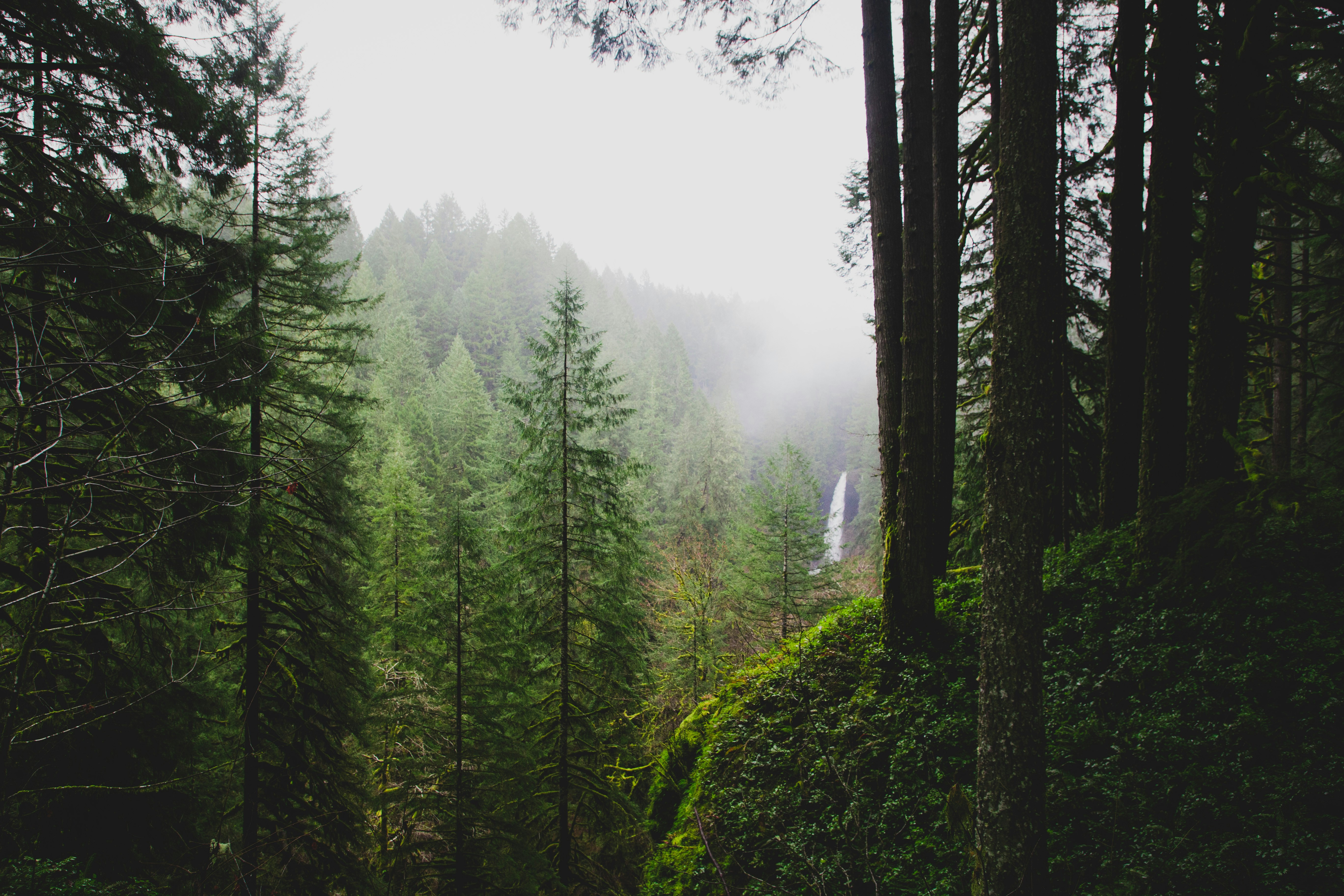 Misty forest waterfall near Silverton Oregon