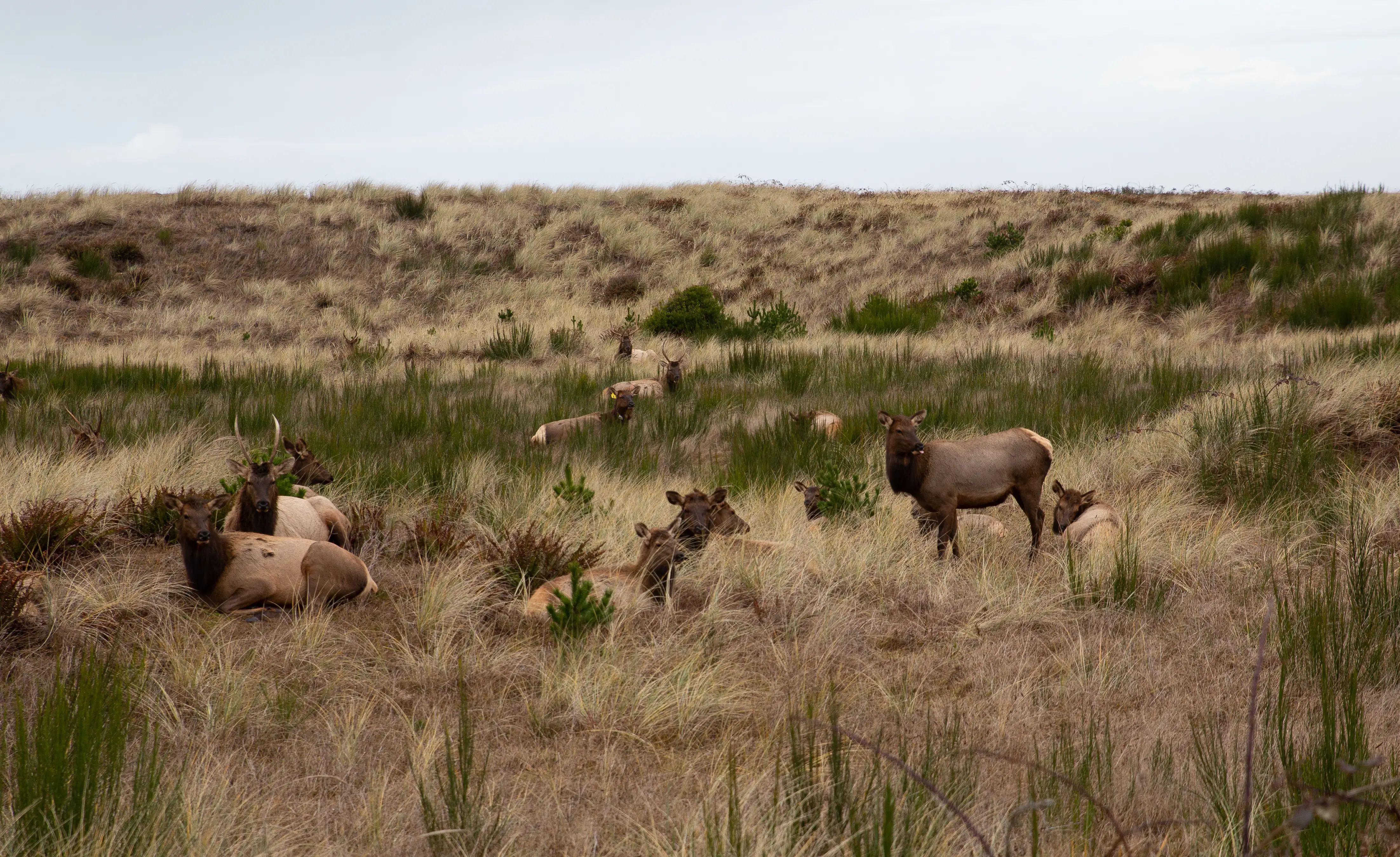 Gearhart, Oregon