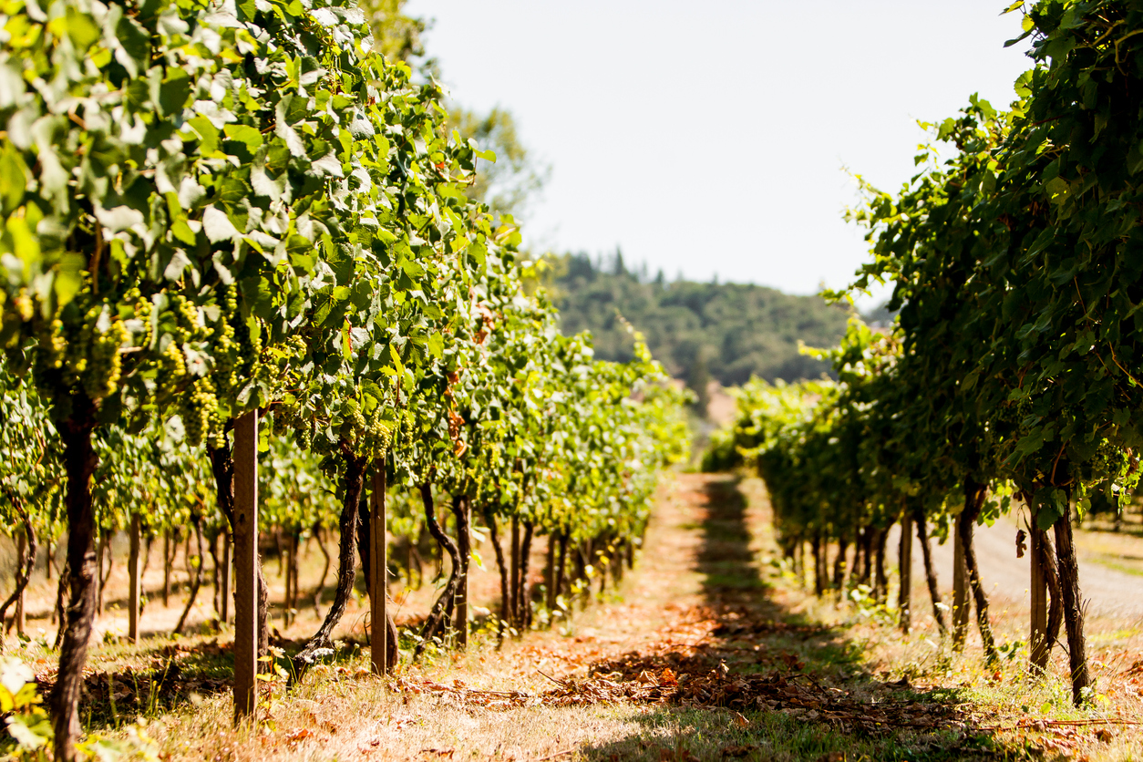 Vineyard rows near Roseburg Oregon