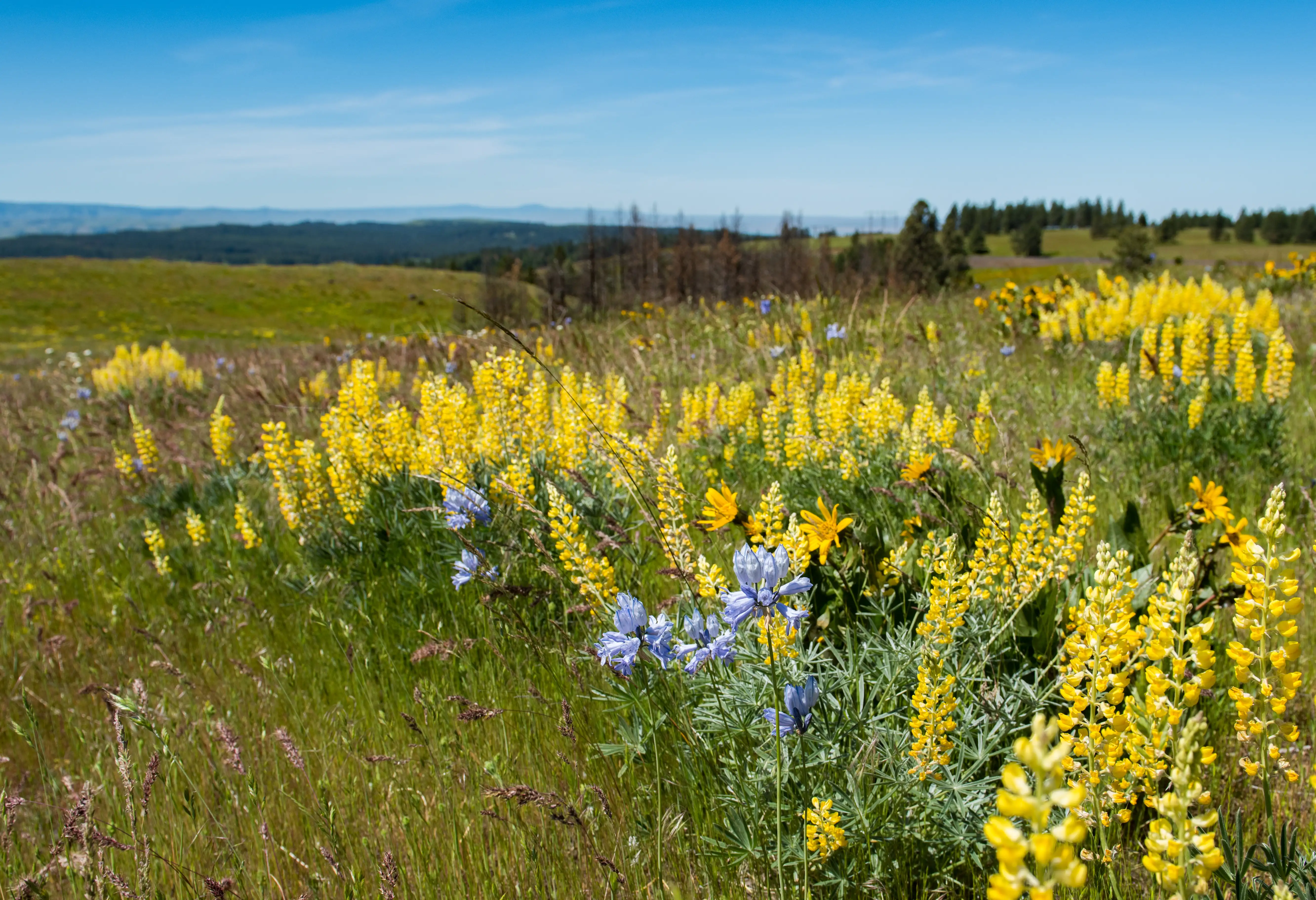 Pendleton, Oregon